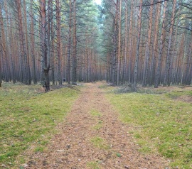 Прирезка лесных участков Кадастровые работы в Тосно